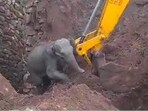 Calf pauses after getting rescued.