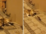 The image shows an interesting interaction between a cat and a mouse. 