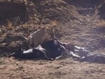 The image shows a confrontation between a lion and a crocodile. The image shows a confrontation between a lion and a crocodile.