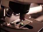 Type 1 diabetes occurs when the immune system destroys the insulin-producing “islet cells” of the pancreas.