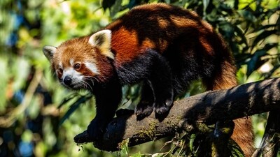 One of the proposed clauses in the bill exempts prior clearance for strategic developmental projects of national importance on forest land situated within 100 km of international borders, which will include ecologically fragile regions of Himalayas that are home to a variety of endemic wildlife like the red panda (Parveen Kaswan)