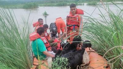 A rescue operation underway in Indora, Kangra, amid the flooding Beas river. (HT Photo) A rescue operation underway in Indora, Kangra, amid the flooding Beas river. (HT Photo)