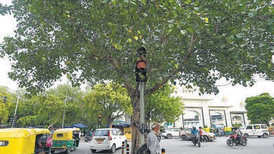 A traffic signal covered by a tree near Bangla Sahib in Delhi on Thursday. (Sanchit Khanna/ HT Photo) A traffic signal covered by a tree near Bangla Sahib in Delhi on Thursday. (Sanchit Khanna/ HT Photo)