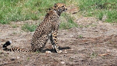 A File Photo of a Cheetah brought from Namibia of South Africa that died at Kuno National Park in Madhya Pradesh (ANI)