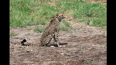 Earlier on Sunday, MoEFCC in a statement said all cheetah deaths were natural. (ANI) Earlier on Sunday, MoEFCC in a statement said all cheetah deaths were natural. (ANI)