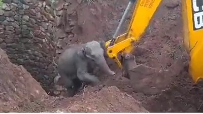 Calf pauses after getting rescued. (Twitter/@SusantaNanda)