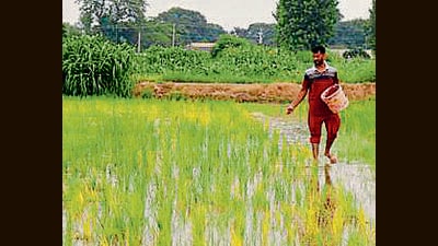 Labourers working in paddy field nearby village in Ludhiana. (HT PHOTO) Labourers working in paddy field nearby village in Ludhiana. (HT PHOTO)