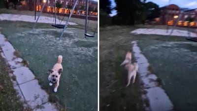 The image shows a dog that hops like a rabbit. (Reddit/@R0zes) The image shows a dog that hops like a rabbit. (Reddit/@R0zes)