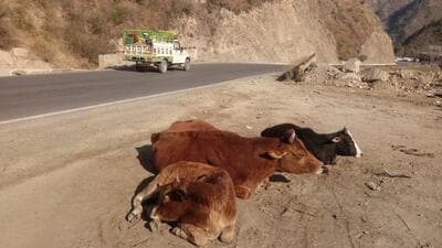 Stray cattle are posing a risk to commuter across Himachal Pradesh. (HT Photo)