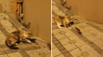 The image shows an interesting interaction between a cat and a mouse. (Screengrab) The image shows an interesting interaction between a cat and a mouse. (Screengrab)