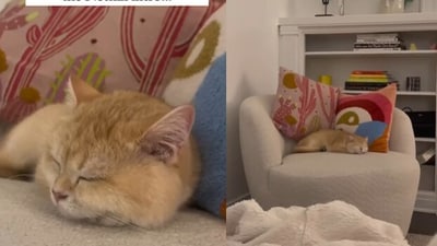 Cute kitty meows every time upon hearing Netflix's introduction sound. (Instagram) Cute kitty meows every time upon hearing Netflix's introduction sound. (Instagram)