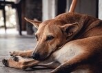 People can't stop praising the dog that saved an abandoned baby in Lebanon. People can't stop praising the dog that saved an abandoned baby in Lebanon.