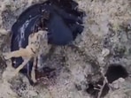 The image shows a black underwater creature eating a crab. 