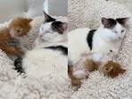 Cat adopting a kitty.