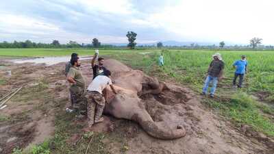 A medical team administered drip and injections to the elephant. However, the tusker died around 8am, said officials. (Sourced)