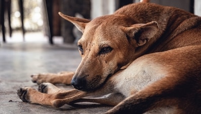 People can't stop praising the dog that saved an abandoned baby in Lebanon. (Unsplash/@Daniele Franchi) People can't stop praising the dog that saved an abandoned baby in Lebanon. (Unsplash/@Daniele Franchi)