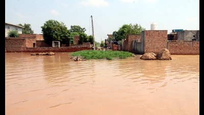 Currently, 19 districts are affected by floods which include Tarn Taran, Ferozepur, Fatehgarh Sahib, Faridkot, Hoshiarpur, Rupnagar, Kapurthala, Patiala and Moga. (Sanjeev Kumar/HT) Currently, 19 districts are affected by floods which include Tarn Taran, Ferozepur, Fatehgarh Sahib, Faridkot, Hoshiarpur, Rupnagar, Kapurthala, Patiala and Moga. (Sanjeev Kumar/HT)