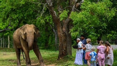 Tourists look at a wild elephant through an electric fence at the Udawalawe wildlife sanctuary in Udawalawe on May 30. (AFP)