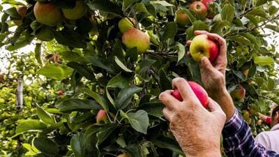 Himachal Pradesh Chief minister (CM) Sukhwinder Sukhu has announced that apples will be sold both on the basis of pit and weight. However, the horticulture minister, Jagat Singh Negi, contradicted this statement, asserting that apples will be sold based on weight only. (HT File) Himachal Pradesh Chief minister (CM) Sukhwinder Sukhu has announced that apples will be sold both on the basis of pit and weight. However, the horticulture minister, Jagat Singh Negi, contradicted this statement, asserting that apples will be sold based on weight only. (HT File)