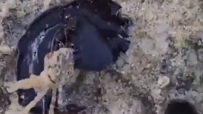 The image shows a black underwater creature eating a crab. (Kurt Cabahug)