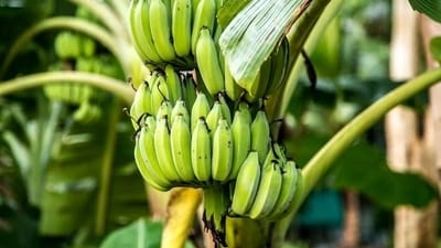 Green bananas are a storehouse of antioxidants that help combat free radicals and prevent oxidative damage to healthy cells. They are bestowed with vitamin C, beta-carotene, and other phytonutrients like lutein and zeaxanthin. These bio-active compounds aid to reduce inflammation (Freepik) Green bananas are a storehouse of antioxidants that help combat free radicals and prevent oxidative damage to healthy cells. They are bestowed with vitamin C, beta-carotene, and other phytonutrients like lutein and zeaxanthin. These bio-active compounds aid to reduce inflammation (Freepik)