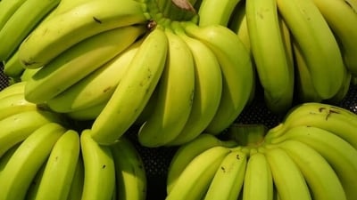 Both resistant starch and pectin — the types of fibre found in green bananas — have been linked to an increased feeling of fullness after meals. (Freepik) Both resistant starch and pectin — the types of fibre found in green bananas — have been linked to an increased feeling of fullness after meals. (Freepik)