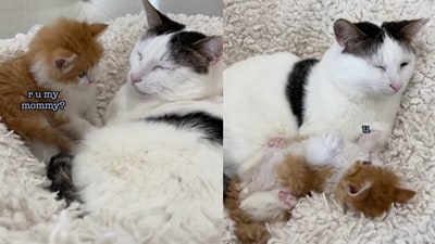 Cat adopting a kitty. (Instagram/@Fluffy_kittens) Cat adopting a kitty. (Instagram/@Fluffy_kittens)