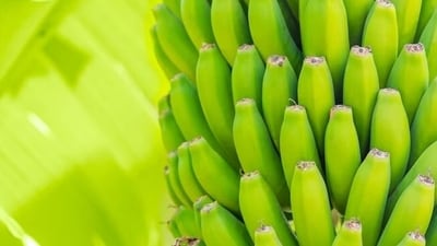 Green bananas or unripe bananas may not have a great taste like the ripe ones, but they can be boiled, steamed or fried to whip up delicious recipes. Nutritionist Lovneet Batra in her recent Instagram post talks about the many benefits of green banana. (Freepik) Green bananas or unripe bananas may not have a great taste like the ripe ones, but they can be boiled, steamed or fried to whip up delicious recipes. Nutritionist Lovneet Batra in her recent Instagram post talks about the many benefits of green banana. (Freepik)