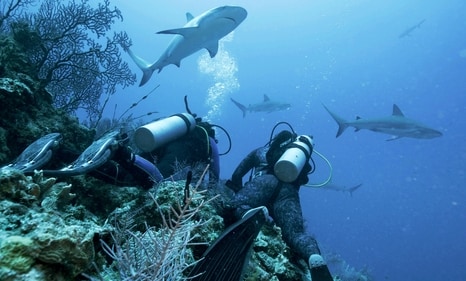 'Cocaine Sharks' Set to Premiere During Discovery Channel's Shark Week(Discovery via AP) (AP) 'Cocaine Sharks' Set to Premiere During Discovery Channel's Shark Week(Discovery via AP) (AP)