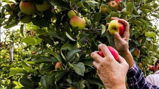 Himachal Pradesh Chief minister (CM) Sukhwinder Sukhu has announced that apples will be sold both on the basis of pit and weight. However, the horticulture minister, Jagat Singh Negi, contradicted this statement, asserting that apples will be sold based on weight only. (HT File)