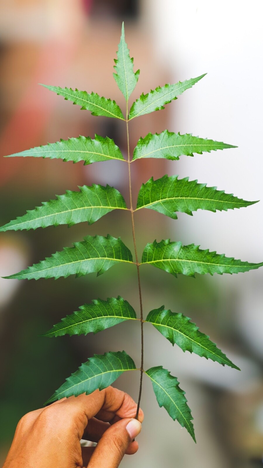 neem_leaves