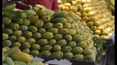 Dussehri, Safeda, Chausa, Langra are the most popular varieties in Lucknow (Deepak Gupta/HT)