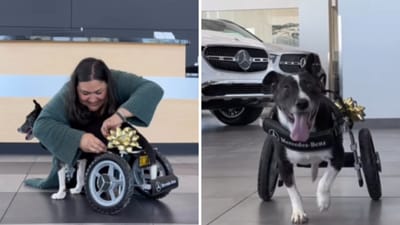 The image shows a dog named Bunny in a new custom-made wheelchair by Mercedes-Benz. (Instagram/@keepingfinn) The image shows a dog named Bunny in a new custom-made wheelchair by Mercedes-Benz. (Instagram/@keepingfinn)