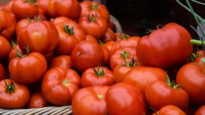 The post about a mom asking for tomatoes from daughter as gift may leave you chuckling too (representational image). (Unsplash/@Josephine Baran) The post about a mom asking for tomatoes from daughter as gift may leave you chuckling too (representational image). (Unsplash/@Josephine Baran)