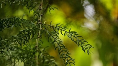 Shatavari: It an ayurvedic herb that helps in the production of two hormones corticoids and prolactin responsible for improving the quality and quantity of breast milk. (Pixabay) Shatavari: It an ayurvedic herb that helps in the production of two hormones corticoids and prolactin responsible for improving the quality and quantity of breast milk. (Pixabay)