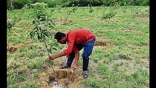 The plantation drive ongoing for the last six years has increased the green area of the state. (HT File)