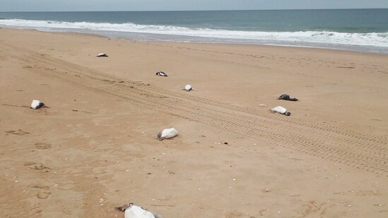 Dead penguins lie on the beach in Barra Laguna de Rocha, Rocha department, Uruguay (AFP)