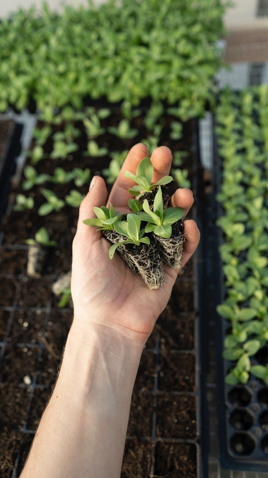 herbs_to_grow_in_pots_for_kitchen_garden