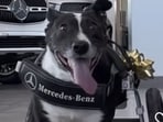 Bunny got a custom-built wheelchair by Mercedes Benz,