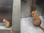 The image shows the partially blind cat named Ginger. 