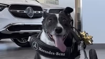 Bunny got a custom-built wheelchair by Mercedes Benz, (Instagram/keepingfinn) Bunny got a custom-built wheelchair by Mercedes Benz, (Instagram/keepingfinn)