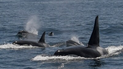 An unusually large group of killer whales was spotted off the coast of San Francisco on May 7. (Michael Pierson/Oceanic Society via AP) An unusually large group of killer whales was spotted off the coast of San Francisco on May 7. (Michael Pierson/Oceanic Society via AP)