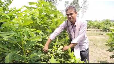 Farmer Sarvesh Chandra Mishra in his field showing fig trees with fruits in his field. (HT Photo) Farmer Sarvesh Chandra Mishra in his field showing fig trees with fruits in his field. (HT Photo)