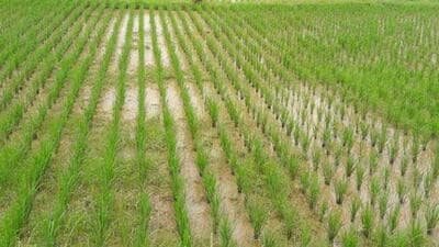 Farmers forced to replant summer crops due to deficient rainfall at some areas or submerged fields in others. (HT Archive) Farmers forced to replant summer crops due to deficient rainfall at some areas or submerged fields in others. (HT Archive)