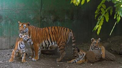 The Rescue and Rehabilitation Center in Katraj is under inquiry by the Forest Department as serious flaws have been found in two separate investigations which were carried out in April and June this year. (REPRESENTATIVE PHOTO)