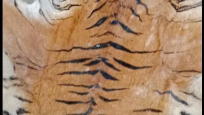 The tiger hide recovered from the accused. (HT Photo) The tiger hide recovered from the accused. (HT Photo)