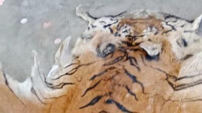 Tiger skin recovered from the arrested wildlife smugglers (HT Photo) Tiger skin recovered from the arrested wildlife smugglers (HT Photo)