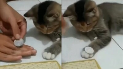 Cat learning a coin trick from its pet parent. (Twitter/@buitengebieden) Cat learning a coin trick from its pet parent. (Twitter/@buitengebieden)