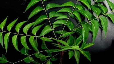Neem has antiseptic and curative properties. It closes the wounds faster, protects them from infections, and reduces the pain and the chances of getting a scar. (Pixabay)