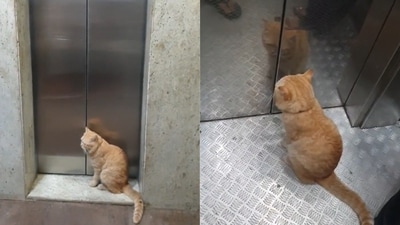 The image shows the partially blind cat named Ginger. (Twitter/@manishariprasad) The image shows the partially blind cat named Ginger. (Twitter/@manishariprasad)